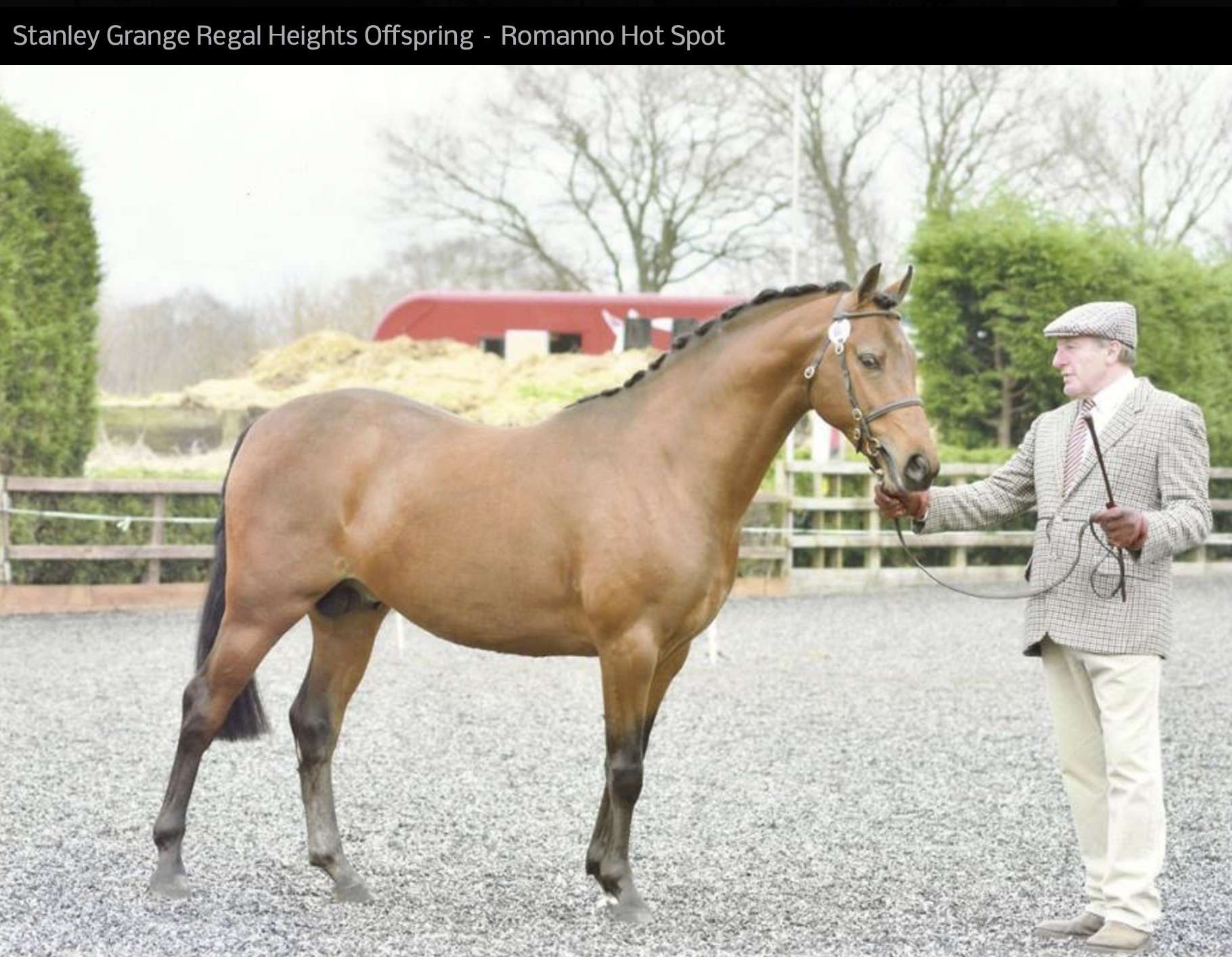 NPS Young Stallion of the Year 2015 – From the outset of his showing and breeding career, Regal Heights has shone his way to the top.