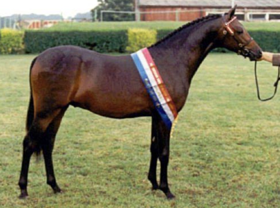 One of the Most Prominent Pony Sires of Recent Times