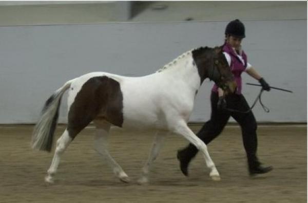 Homozygous Tobiano Sports Pony Stallion