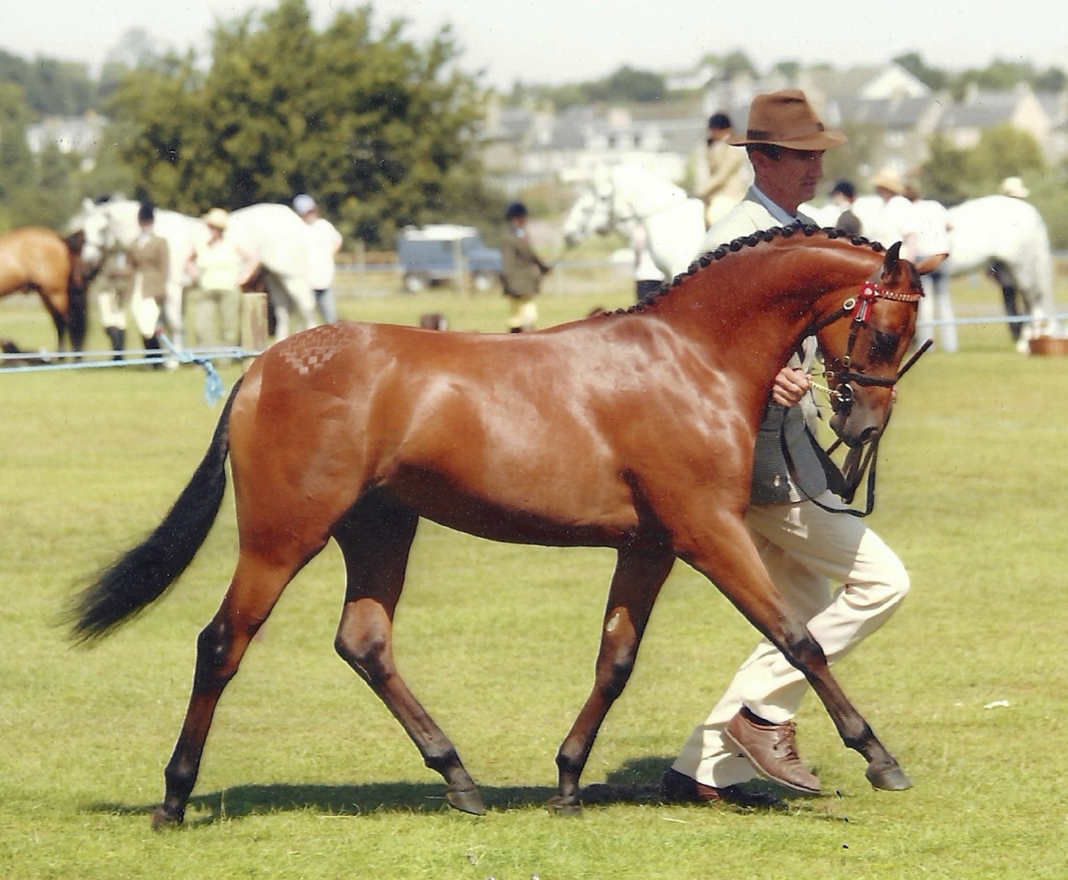 Full Brother to Deanhills Royal Portrait