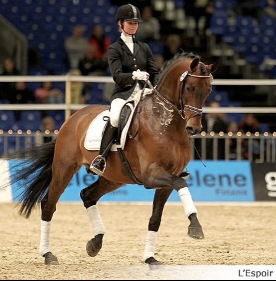 Outstanding 2009 Champion Danish Warmblood Licensing Stallion
