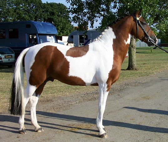 A True All Round Sports Pony Stallion with 73.5% Arab Blood – Graded CHAPS Licensed AHS