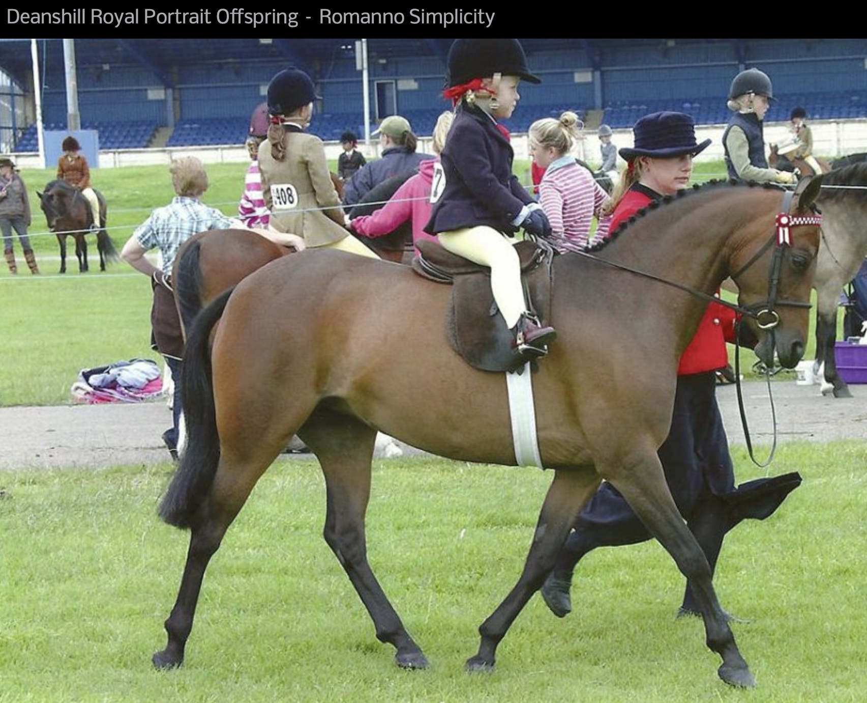 One of the Most Prominent Pony Sires of Recent Times