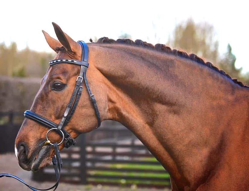 Classy,  Expressive Stallion with Three Exceptional Paces