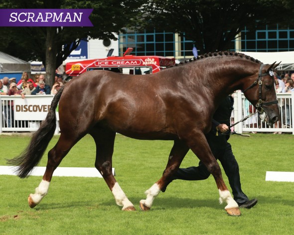 Pure RID Proven Sire of Champions – "An Eye-Catcher in All Respects"