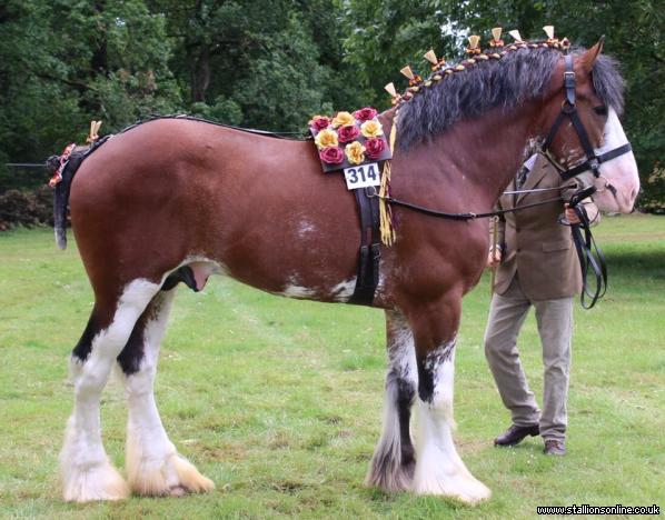 18.3hh Registered Clydesdale Stallion