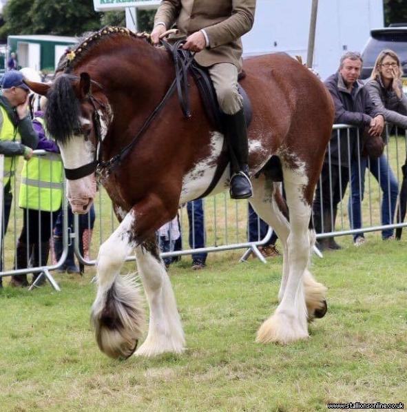 18.3hh Registered Clydesdale Stallion