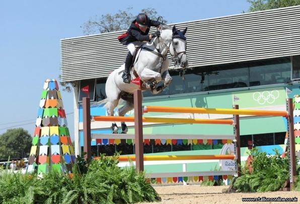 Olympic International Showjumping Stallion