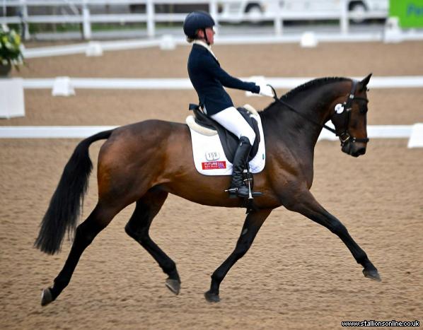 True Sport Stallion – Used by Mary King