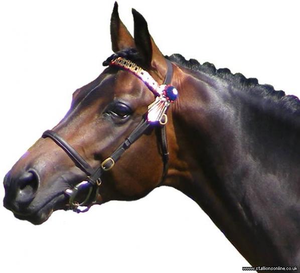 Exceptionally Beautiful Showing & Sport Stallion