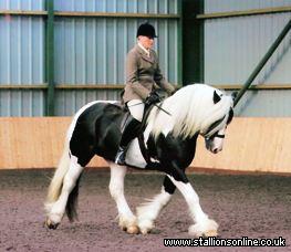 Elite Graded Homozygous Tobiano Traditional Stallion