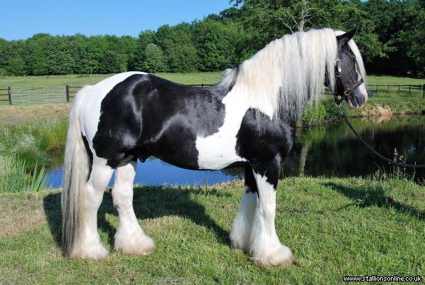 Elite Graded Homozygous Tobiano Traditional Stallion
