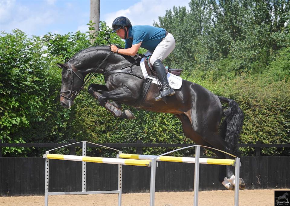 Talented, Versatile OS Licensed Stallion suitable for Showjumping and Eventing with 40% TB Blood