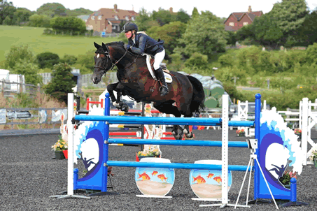 Superbly Bred Proven Showjumping Stallion