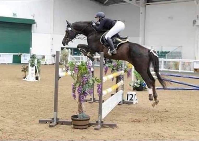 Irish Class 1 Sports Horse Stallion