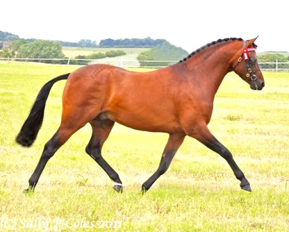 An Exquisite Stallion with Extravagant Movement & Superb Temperament