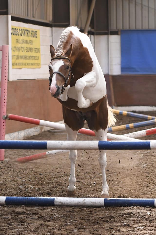 PBA Sports Pony Stallion
