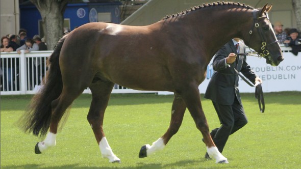 Pure RID Proven Sire of Champions – "An Eye-Catcher in All Respects"
