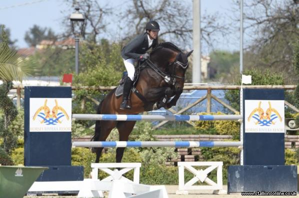 AES Graded Stallion by Contendro