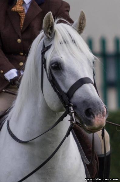 Class 1 Connemara Stallion