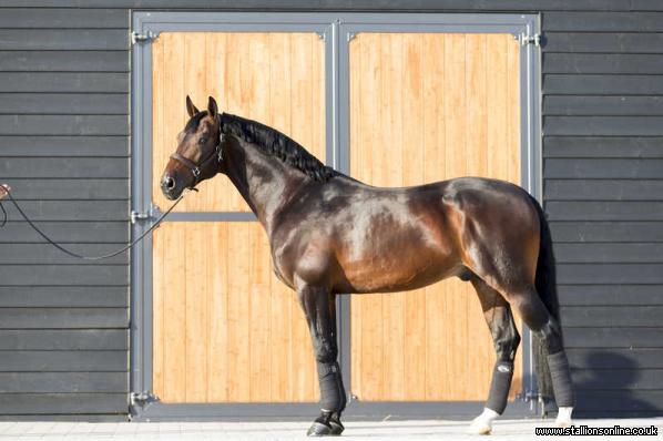 AES Graded Stallion by Contendro