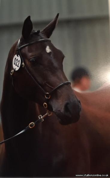 Outstanding pure-bred Hanoverian, possessing powerful movement and an exceptional good temperament