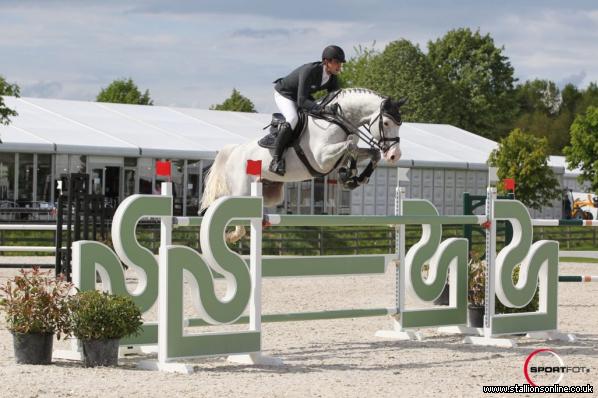 Proven Showjumping Stallion who has represented Team GB