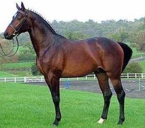 True Athlete – Proven to Hold his Own as a Sire against some of the best rated European Stallions