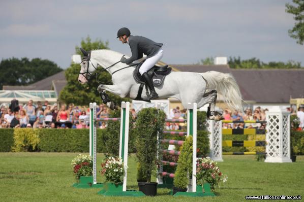 Proven Showjumping Stallion who has represented Team GB