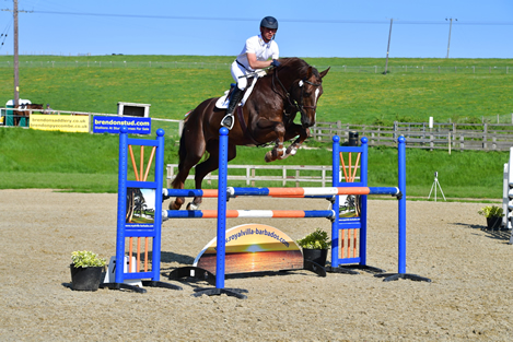 Exciting Young Talented Showjumping Stallion