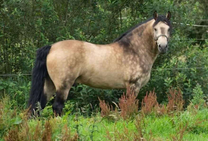 Class 1 Dun Connemara Stallion