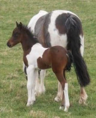 Licensed PBW Riding Pony Stallion