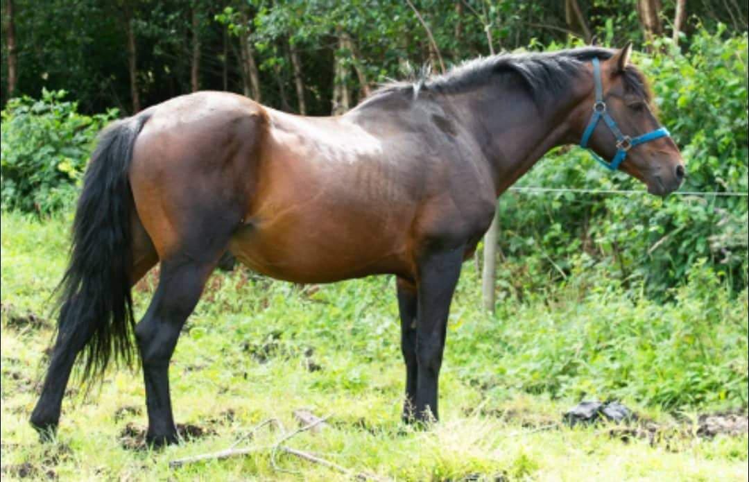 Class 1 Bay Connemara Stallion