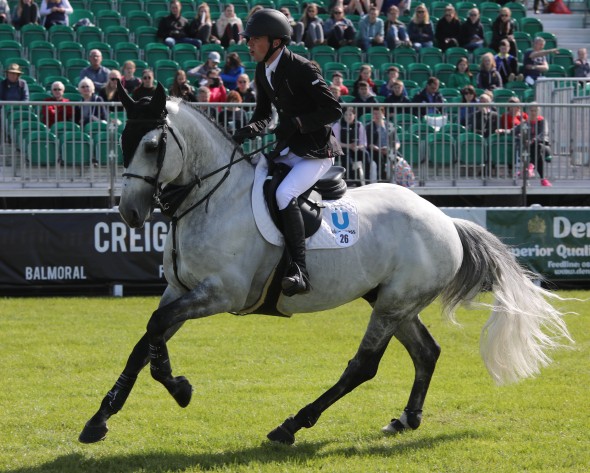 New Pure Bred Irish Stallion – Genetic – Blood – Performer – Resilient – Sound