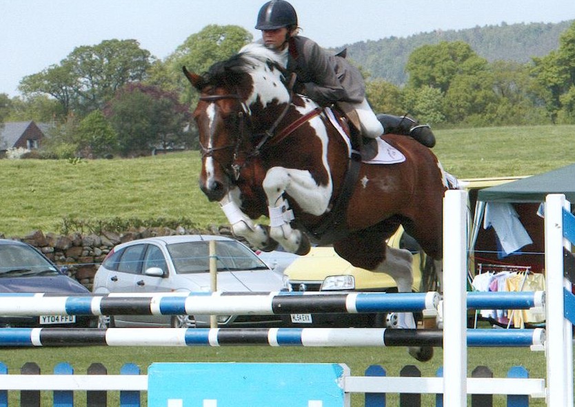 The Full Monty – Both a Grade A Showjumper, and a HOYS/RIHS Ridden Finalist