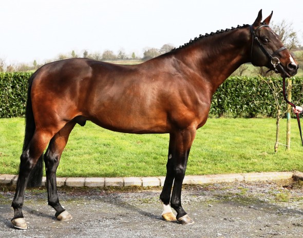 Strong TB Stalliion and Exciting for Sports Horse Breeders
