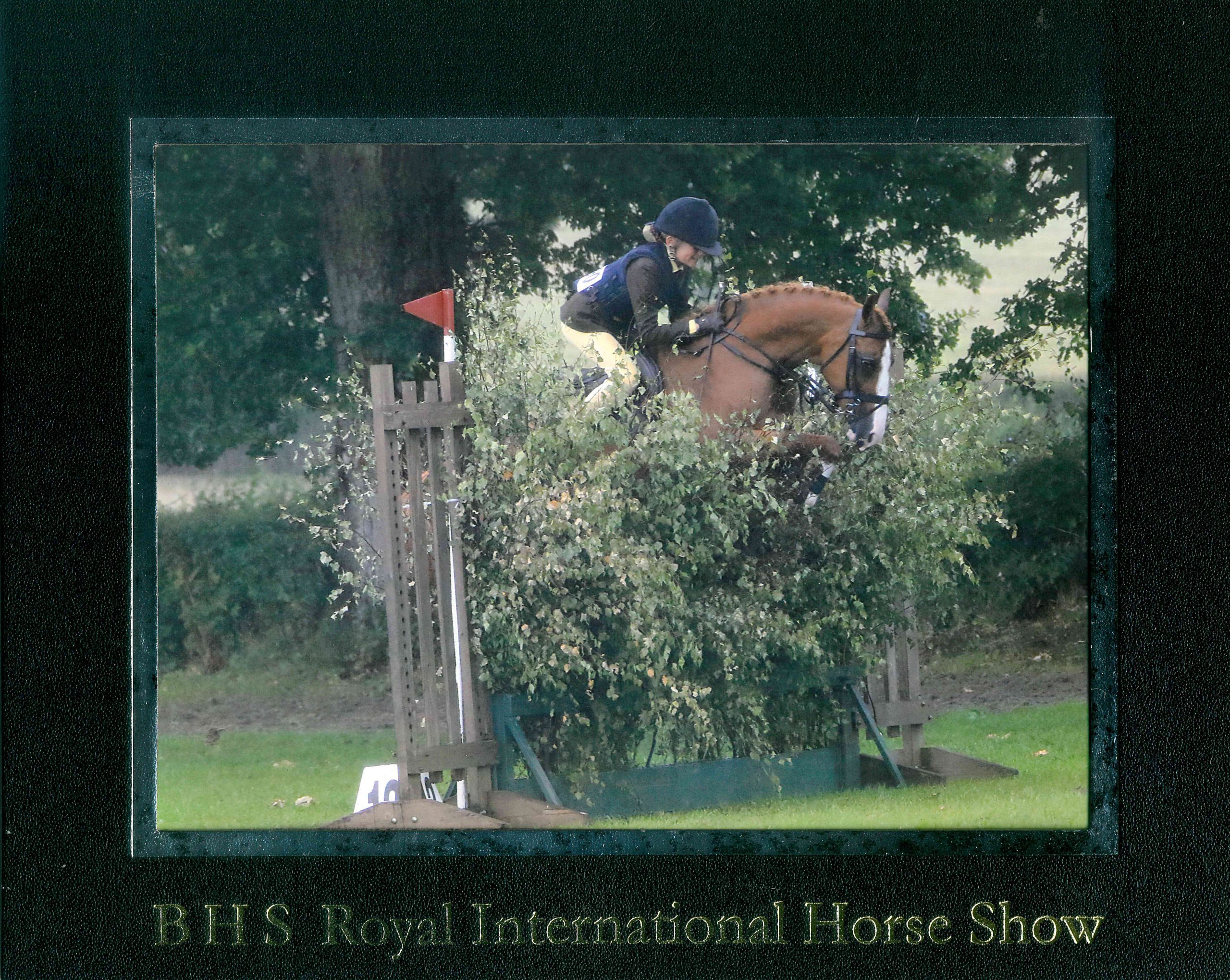A True All Round Sports Pony Stallion with 73.5% Arab Blood – Graded CHAPS Licensed AHS