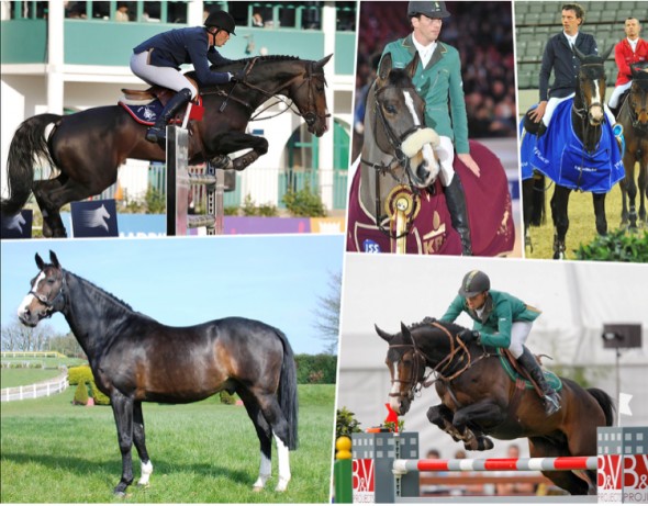5* Show Jumping Own Performance Stallion
