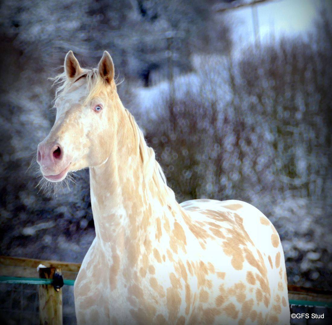 The only Graded Double Dilute Perlino Leopard Sport Warmblood Stallion in Existence!