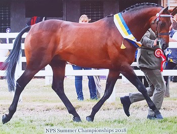 Multi Talented Champion All Round British Sports Horse Stallion