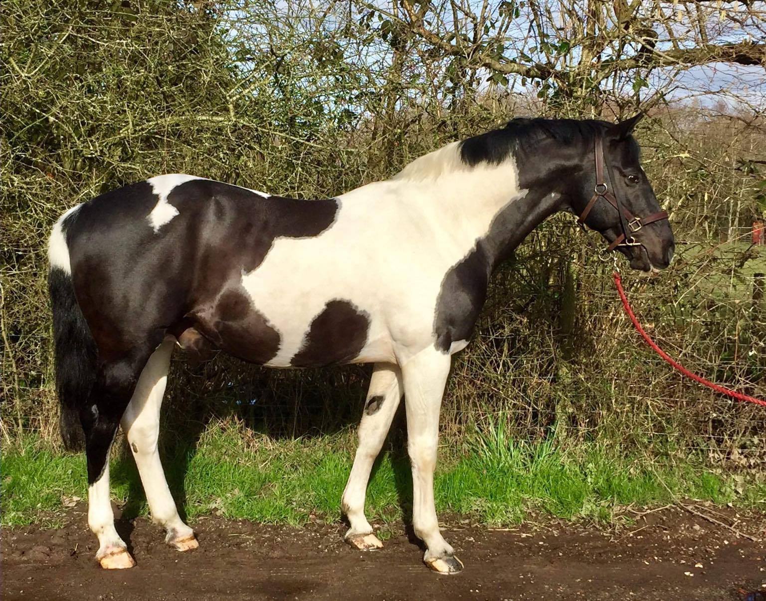 Quality Stunning Stallion with Exceptional Temperament