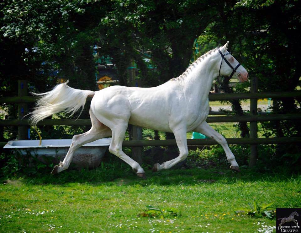 Well Bred and Very Talented Stallion Producing Superb Foals