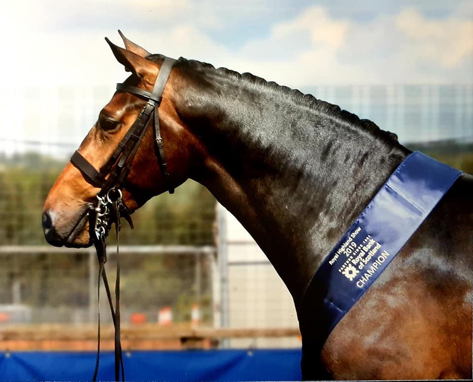 Multi Talented Champion All Round British Sports Horse Stallion