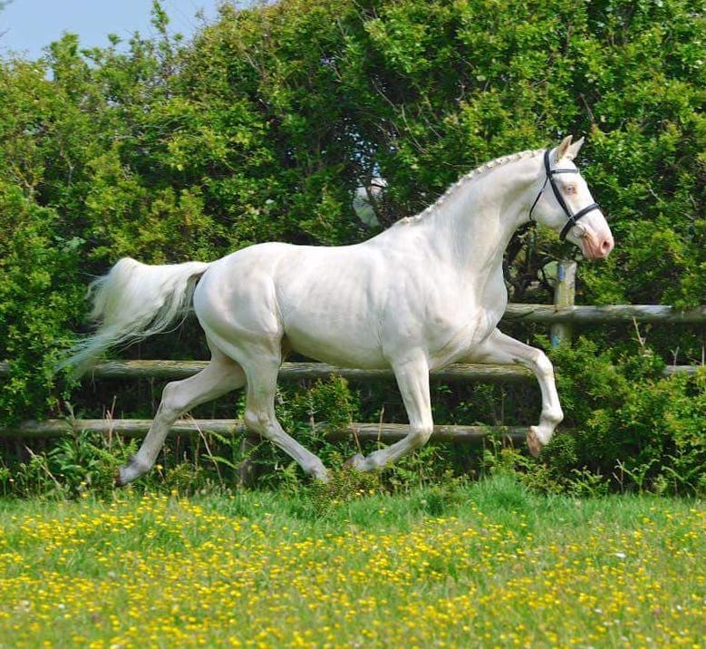 Well Bred and Very Talented Stallion Producing Superb Foals