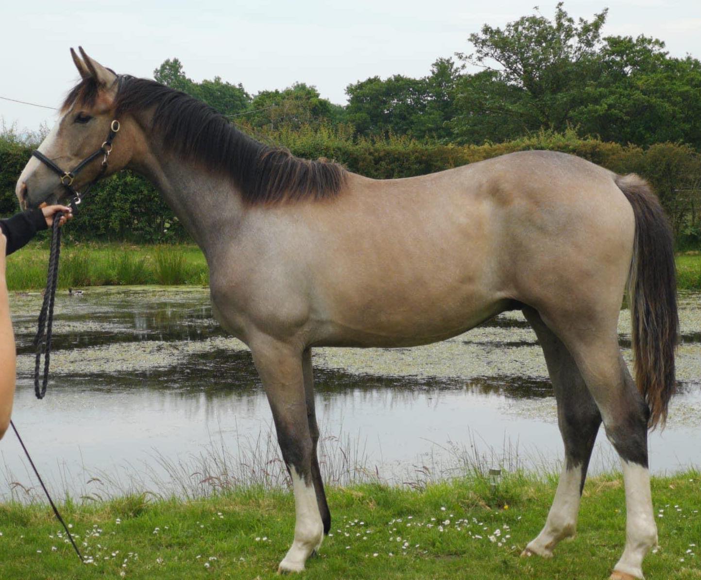 Daquiri – Outstanding Heterozygous Sabino Stallion.