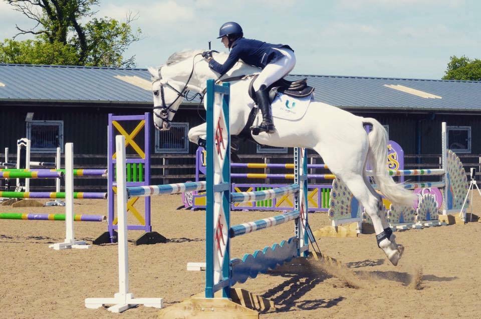 Daquiri – Outstanding Heterozygous Sabino Stallion.