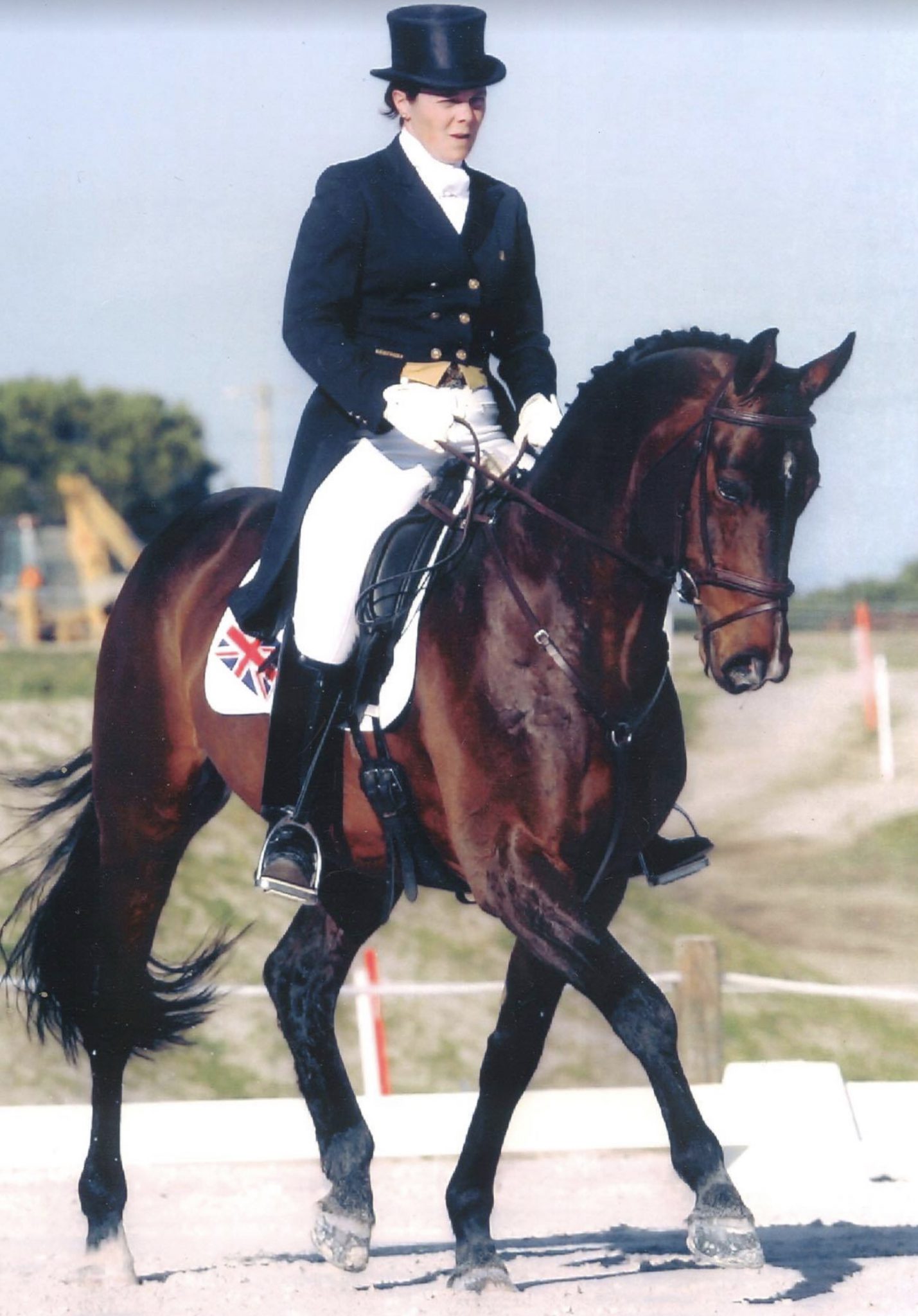 Advanced Event Horse Stallion