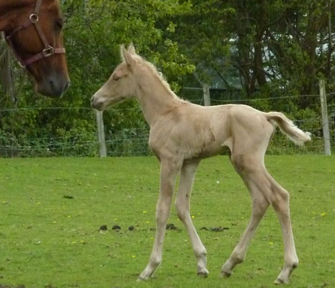 Cremello Arabian Pb Stallion