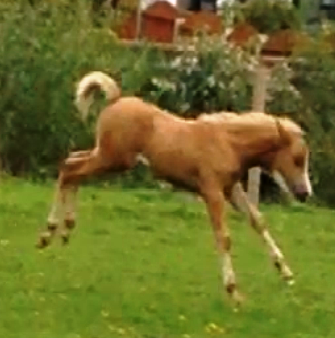 Cremello Arabian Pb Stallion