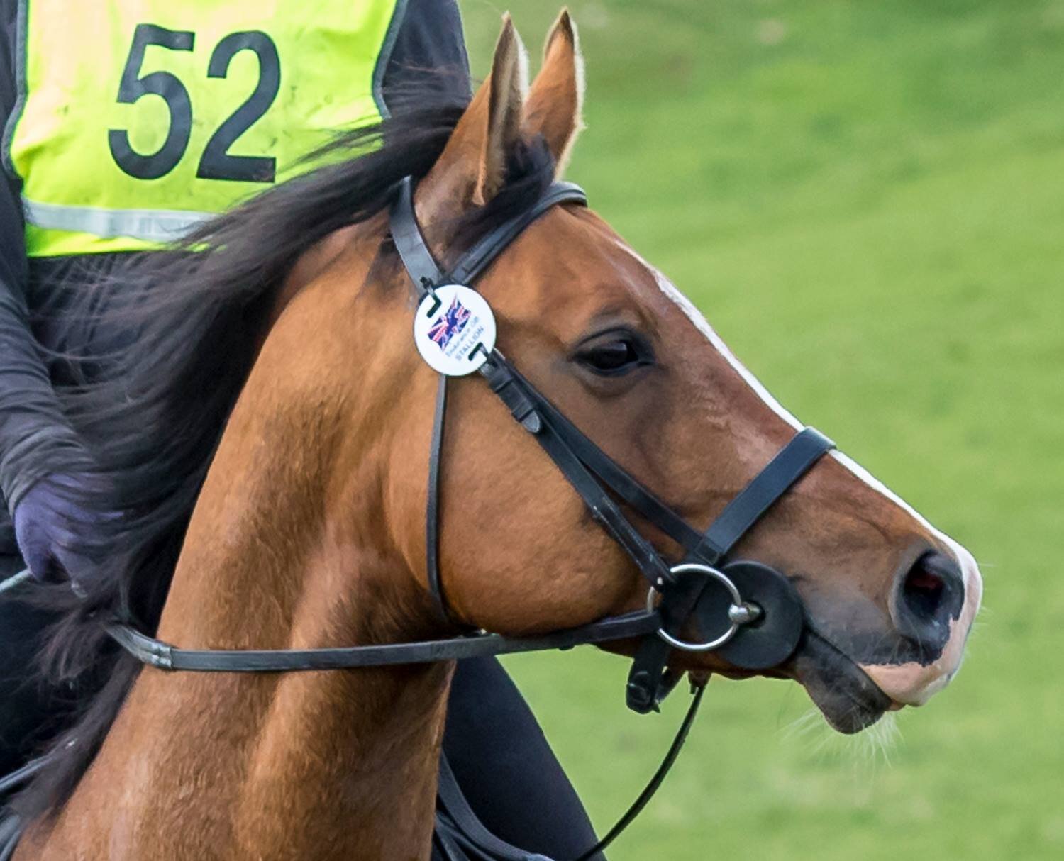 15hh Arab Stallion competing in endurance riding at FEI level